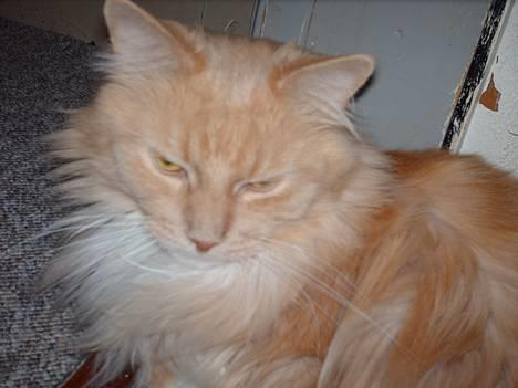 Maine Coon trold - kom med mig, elina.. billede 10