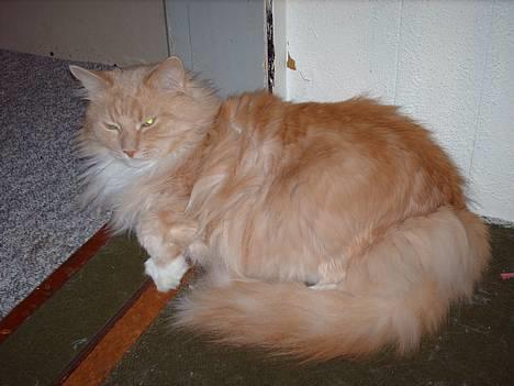 Maine Coon trold - jeg slapper lige af billede 11