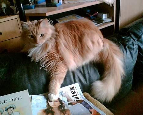 Maine Coon trold - er jeg ikke smuk billede 12