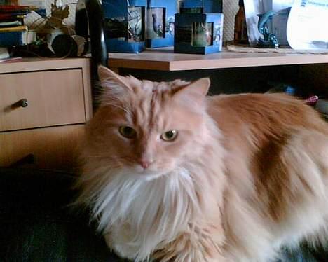 Maine Coon trold - ham igen. billede 13