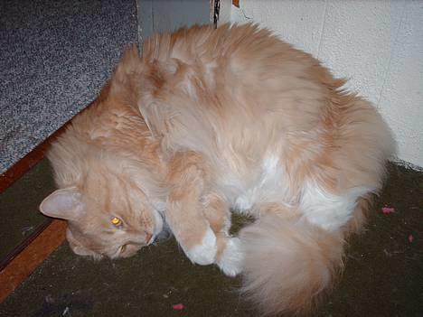 Maine Coon trold - fladder lige ud. billede 14