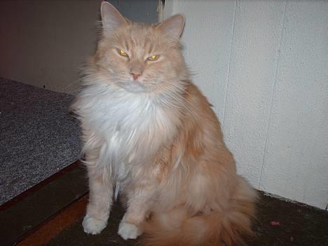 Maine Coon trold - smukke trold billede 15