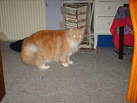 Maine Coon trold - lusker lige rundt billede 16