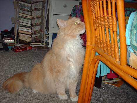 Maine Coon trold - smukt ikk?? billede 17