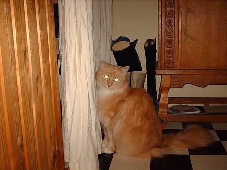 Maine Coon trold - lad mig komme væk i en fart. billede 18