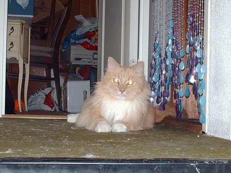 Maine Coon trold - hej med jer. er jeg ikk bare sød?? billede 19