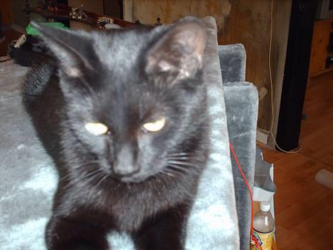 Blanding af racer † Lille mis † - mit søde lille hoved billede 14