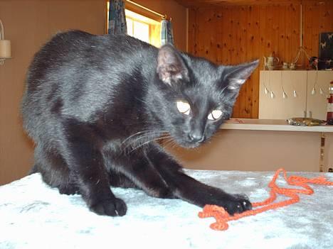 Blanding af racer † Lille mis † - denne røde snor er god at lege med billede 15