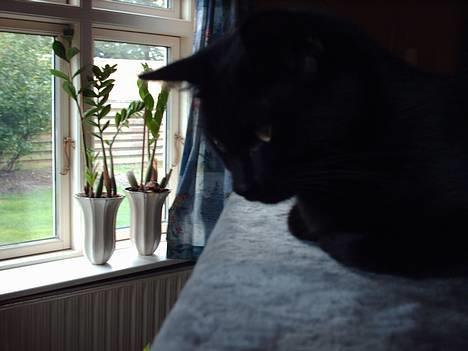 Blanding af racer † Lille mis † - mit søde lille hoved billede 16