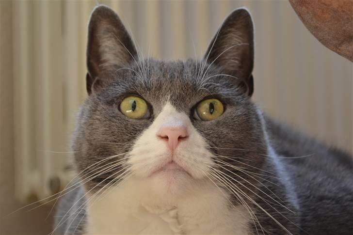 Huskat Ofelia billede 1