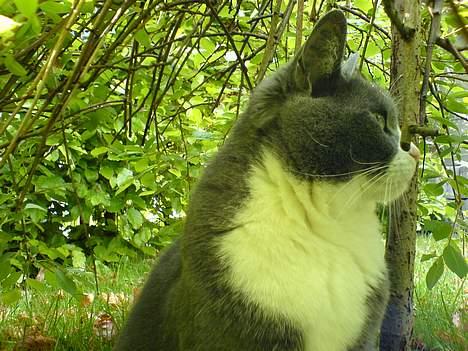 Huskat Ofelia billede 2