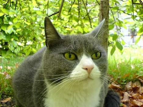 Huskat Ofelia billede 3