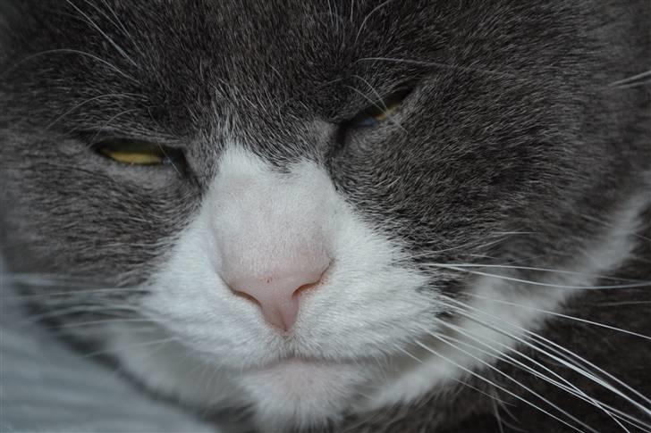 Huskat Ofelia billede 4