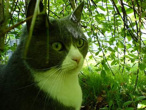 Huskat Ofelia billede 5