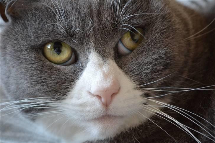 Huskat Ofelia billede 6
