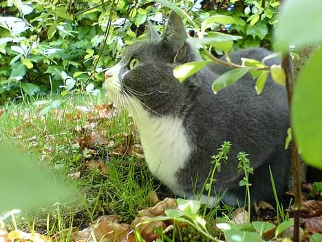Huskat Ofelia billede 7