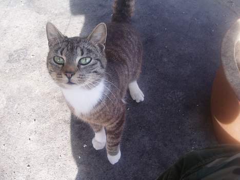 Blanding af racer Tillinq! (Borte) - Tilling billede 1