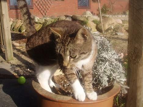 Blanding af racer Tillinq! (Borte) - stop nu! er længe fint med et billede..? billede 2