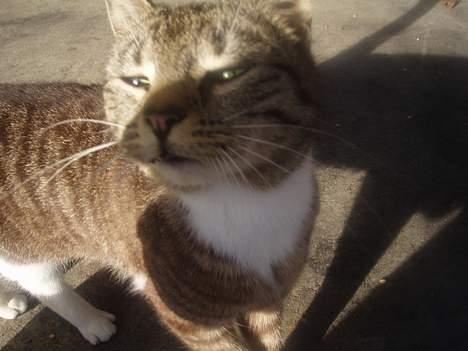 Blanding af racer Tillinq! (Borte) - dejligt solskin! billede 3