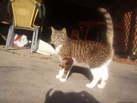 Blanding af racer Tillinq! (Borte) - i hel-udgave.´ billede 4