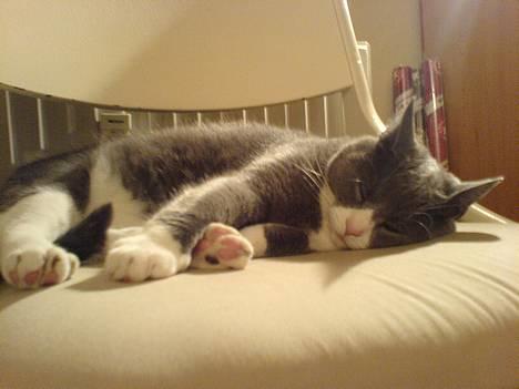 Huskat Ofelia billede 8