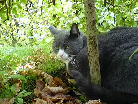 Huskat Ofelia billede 9