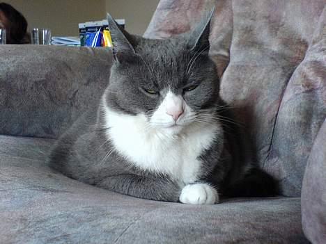 Huskat Ofelia billede 10