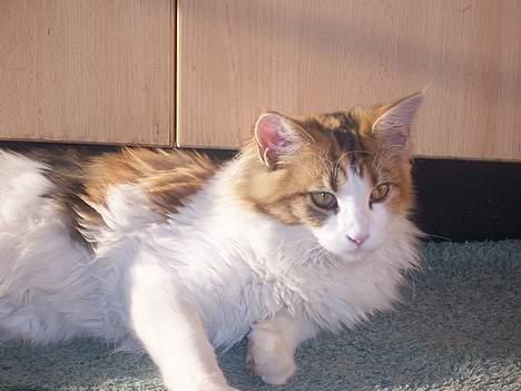 Maine Coon Mille (DØD) ;( - ligger lige lidt. billede 2
