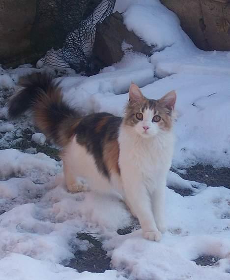 Maine Coon Mille (DØD) ;( - ude i sneen i år 2005. billede 3