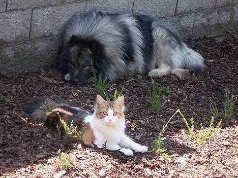 Maine Coon Mille (DØD) ;( - ligger udenfor. billede 4