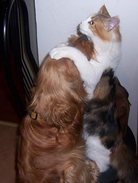 Maine Coon Mille (DØD) ;( - mille og en hund vi passede. hunden hedder buller. billede 5