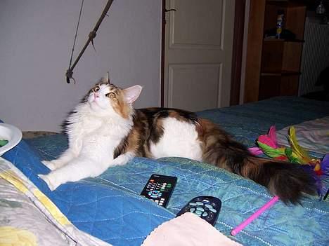Maine Coon Mille (DØD) ;( - hvad er dog det? billede 6