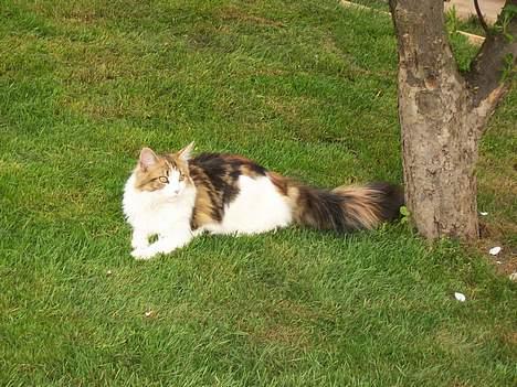 Maine Coon Mille (DØD) ;( - hun ligger og slapper af. billede 7