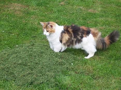 Maine Coon Mille (DØD) ;( - er hun ikk sød? billede 8