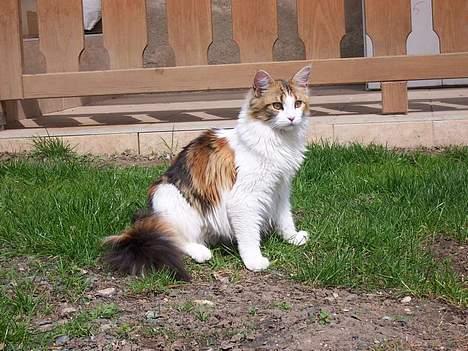 Maine Coon Mille (DØD) ;( - er hun ikke dejlig? billede 9