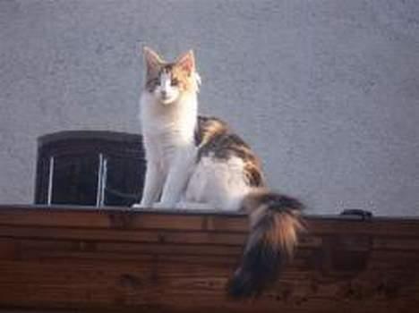 Maine Coon Mille (DØD) ;( - jeg sider lige lidt. billede 10