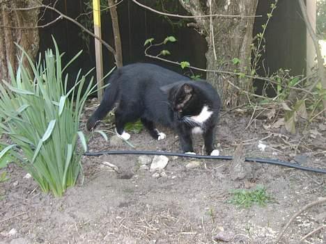 Blanding af racer Kisser billede 2