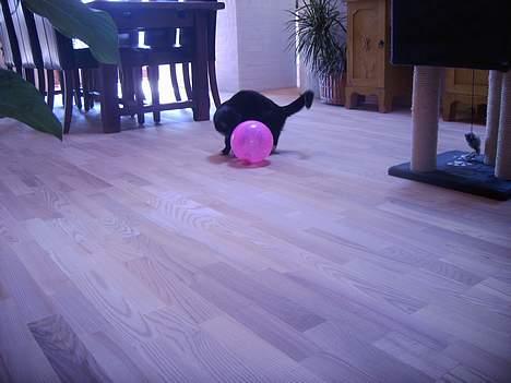 Blanding af racer Kisser billede 3