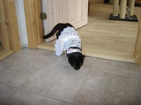 Blanding af racer Kisser billede 4