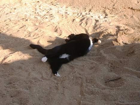 Blanding af racer Kisser billede 5