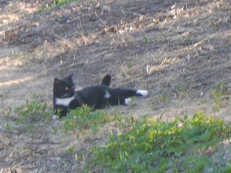 Blanding af racer Kisser billede 6