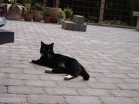 Blanding af racer Kisser billede 7