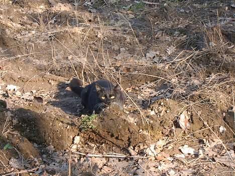 Blanding af racer Kisser billede 8