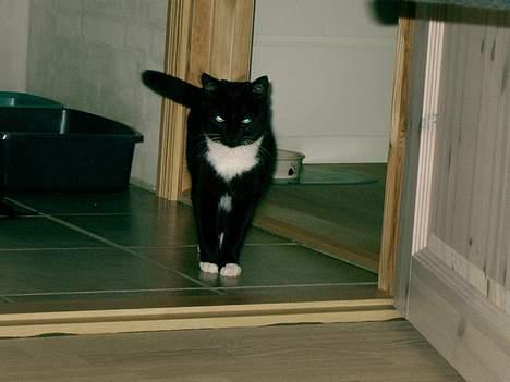 Blanding af racer Kisser billede 9