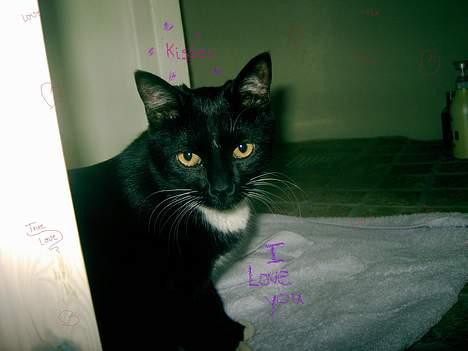 Blanding af racer Kisser billede 10