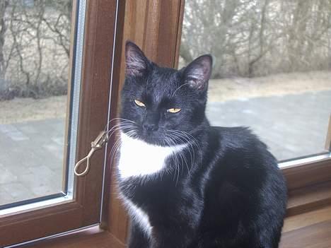 Blanding af racer Kisser billede 11