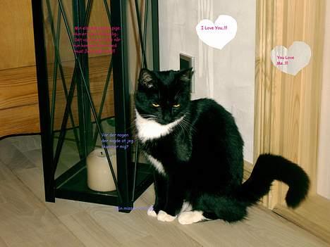 Blanding af racer Kisser billede 12