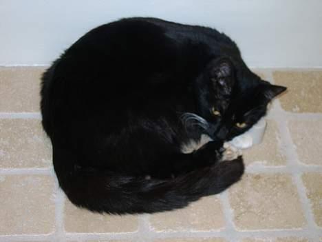 Blanding af racer Kisser billede 13