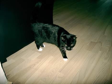 Blanding af racer Kisser billede 14