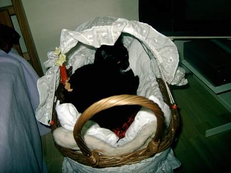 Blanding af racer Kisser billede 15